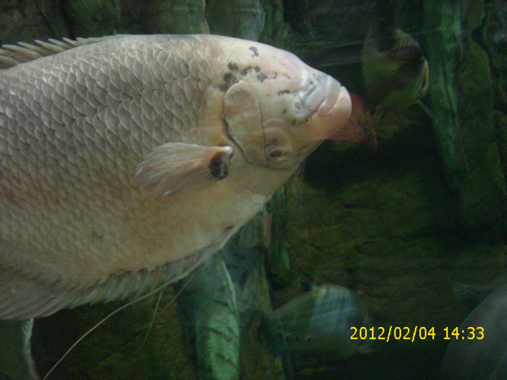 2012-02-04_mel_pics_00069