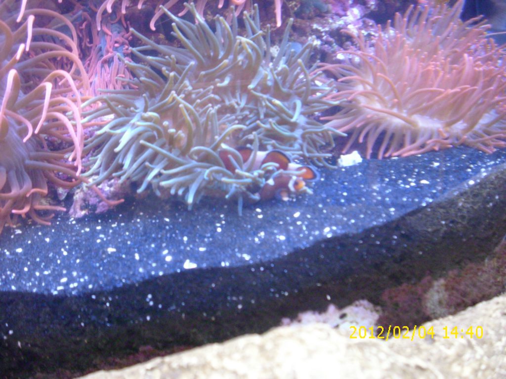 2012-02-04_mel_pics_00075