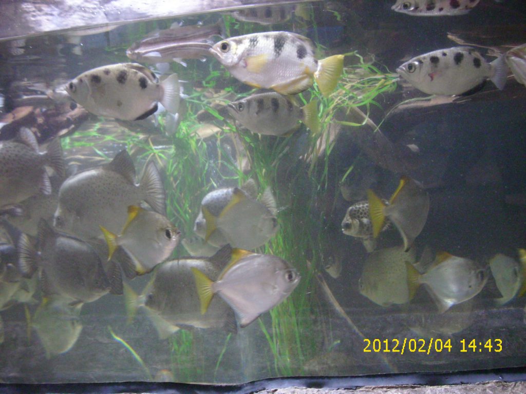 2012-02-04_mel_pics_00078